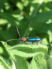 Cartallum ebulinum
