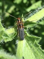 Phytoecia