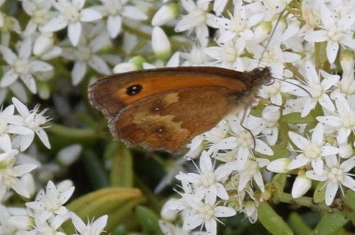 Gatekeeper