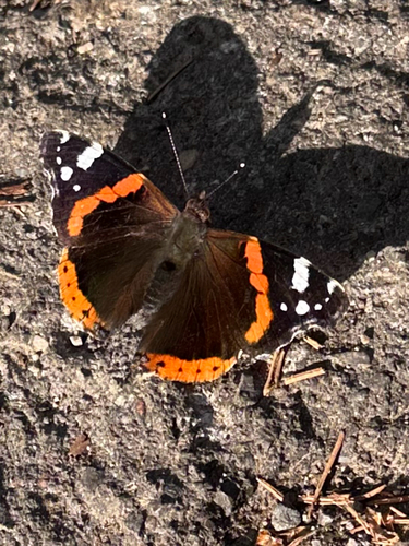 Red Admiral
