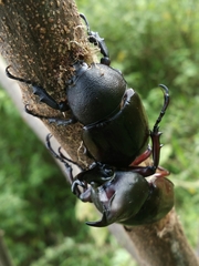 Xylotrupes gideon gideon