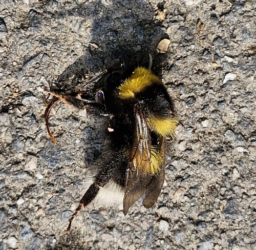 Foto von Gartenhummel