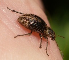Polydrusus inustus