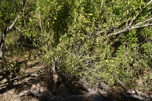 Image of Justicia purpusii by (c) Alan Rockefeller, some rights reserved (CC BY)