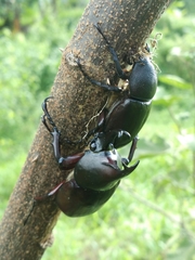 Xylotrupes gideon gideon