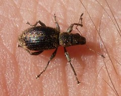 Polydrusus inustus