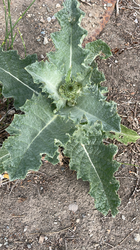 cotton thistle