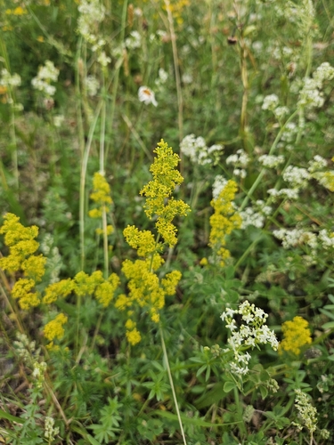 Lady's Bedstraw