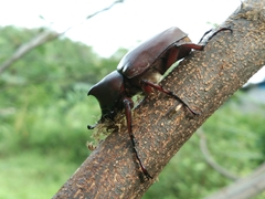 Xylotrupes gideon gideon