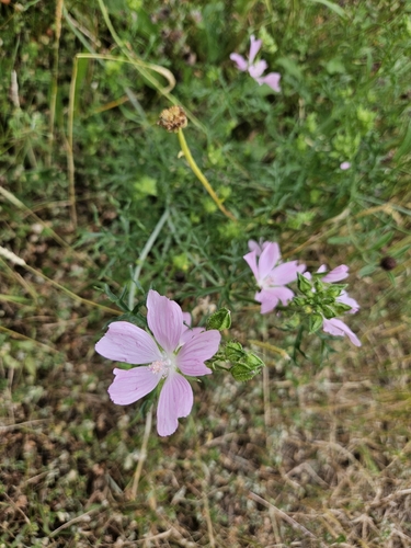 musk mallow