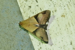Melipotis fasciolaris