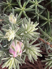 Erica glauca elegans