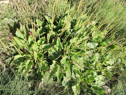 greater plantain