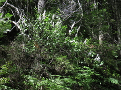 Ceanothus integerrimus, photograph (c) jonsense, some rights reserved (CC BY)