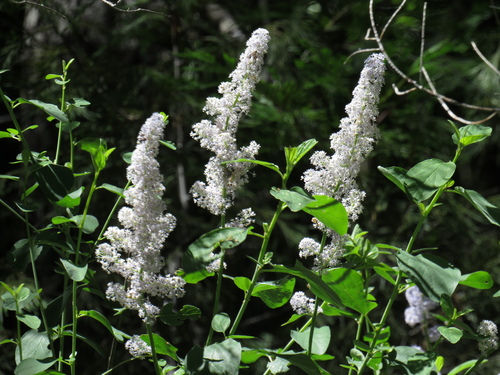 Ceanothus integerrimus, photograph 4