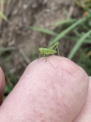 Tettigonia