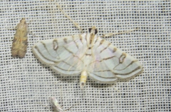 Conchylodes concinnalis