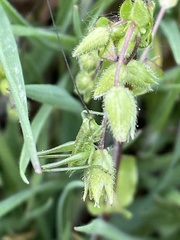 Tettigonia
