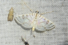 Conchylodes concinnalis