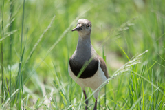 Vanellus melanopterus