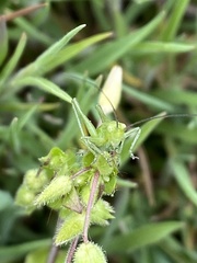 Tettigonia