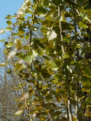 Populus nigra