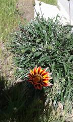 Gazania