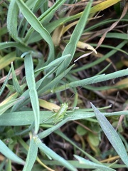 Tettigonia