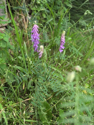 tufted vetch