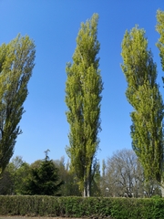 Populus nigra