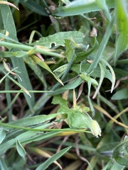 Tettigonia