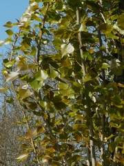 Populus nigra