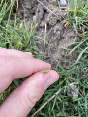 Tettigonia