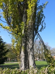Populus nigra