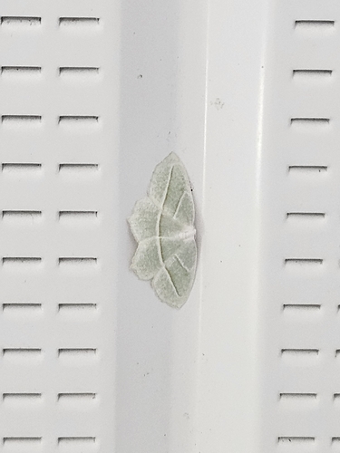 Pale Beauty