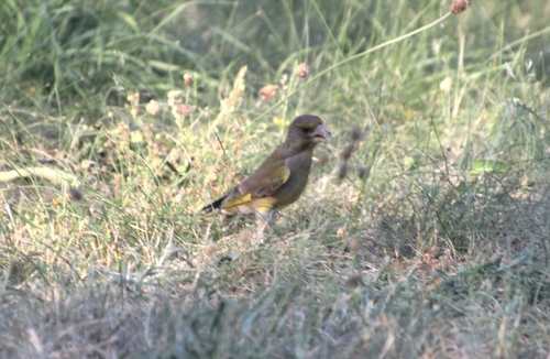 European Greenfinch