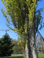 Populus nigra