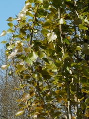Populus nigra