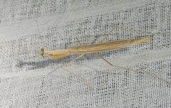 Bistanta mexicana