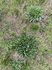 Centaurea jacea