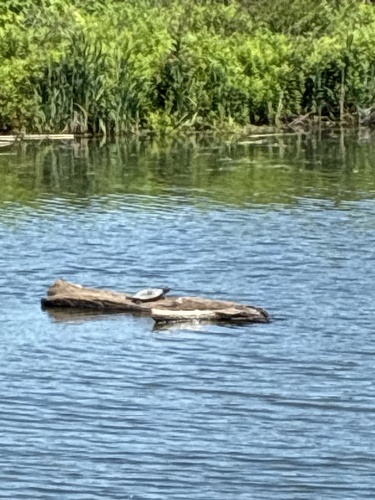 Northern Map Turtle