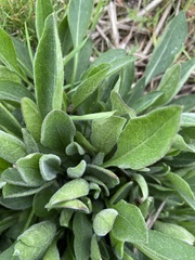 Centaurea jacea