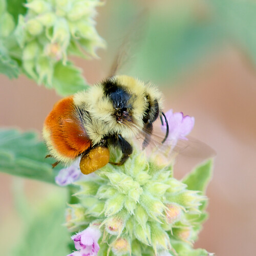 Hunt's Bumble Bee