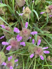 Lamium purpureum