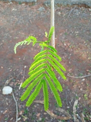 Delonix regia