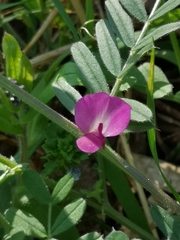 Vicia sativa