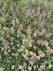 Lamium purpureum