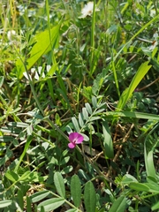 Vicia sativa