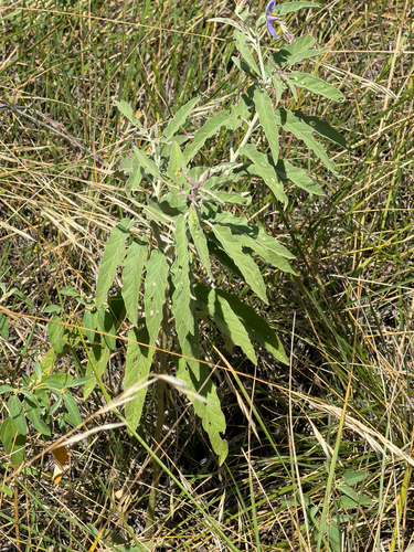 silverleaf nightshade