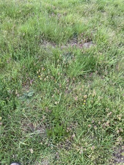 Viola tricolor